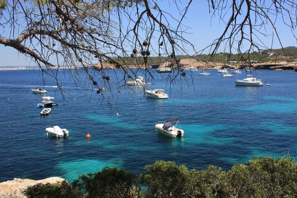 Pine branches framing boats on the turquoise water of Cala Bassa