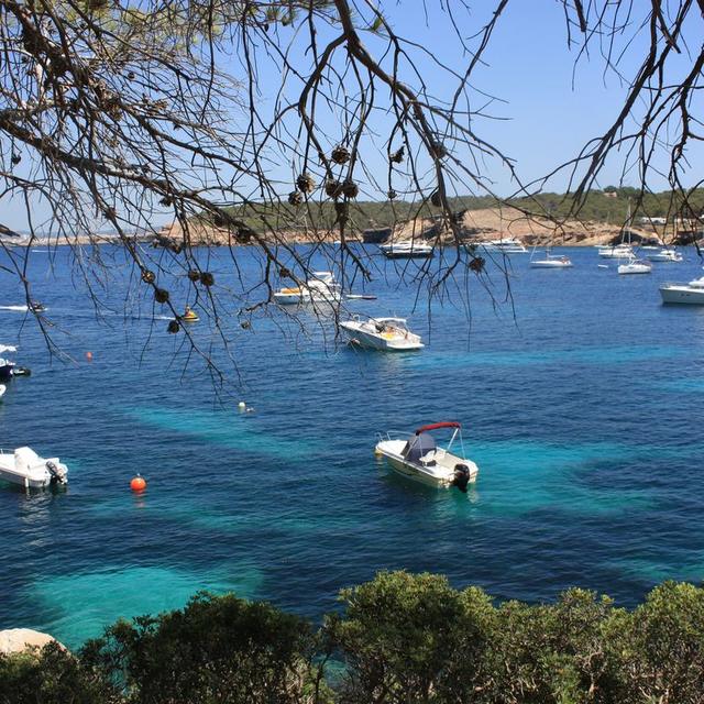 Pine branches framing boats on the turquoise water of Cala Bassa