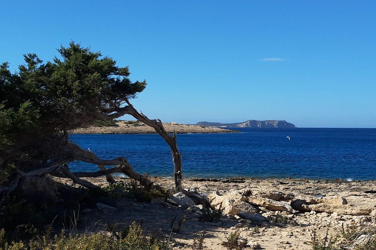 A wind-bent juniper above the sea near Port des Torrent