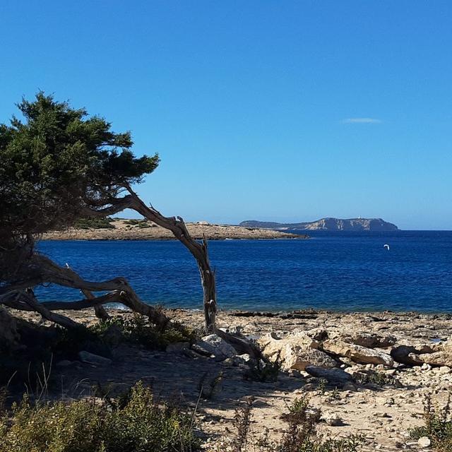 A wind-bent juniper above the sea near Port des Torrent